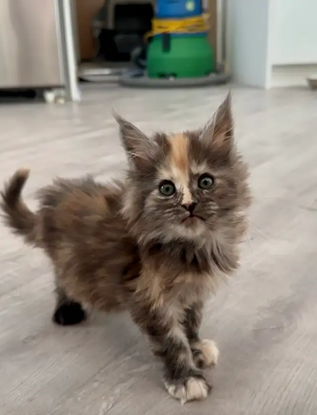 Purebred Maine Coons: Kittens & Retired Adults Available - Photo 4