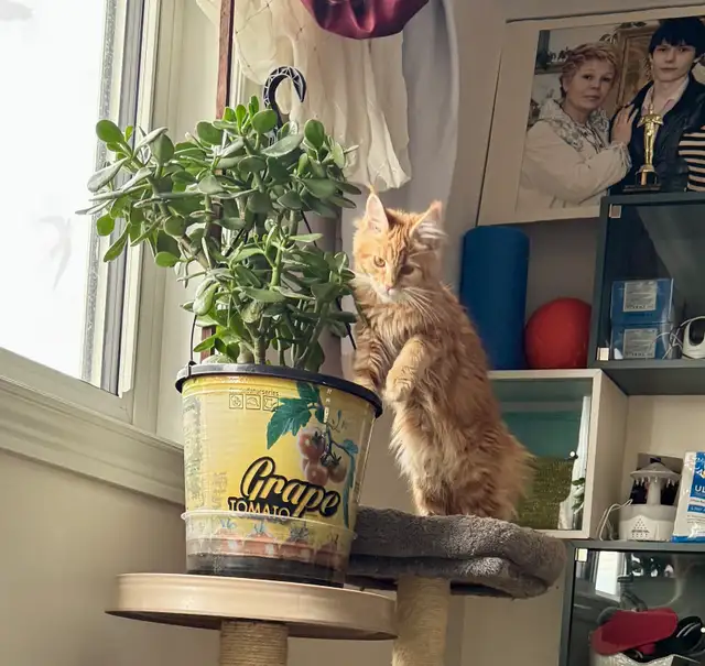 Purebred Maine Coons: Kittens & Retired Adults Available - Photo 6