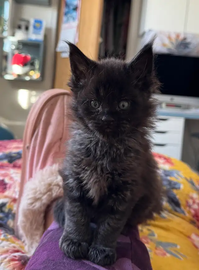 Purebred Maine Coons: Kittens & Retired Adults Available - Photo 7