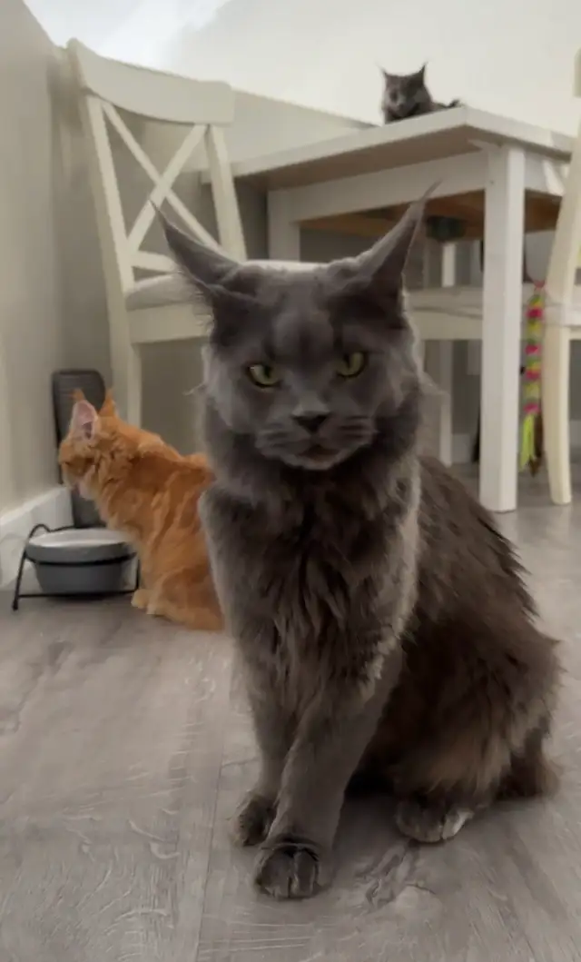 Purebred Maine Coons: Kittens & Retired Adults Available - Photo 8