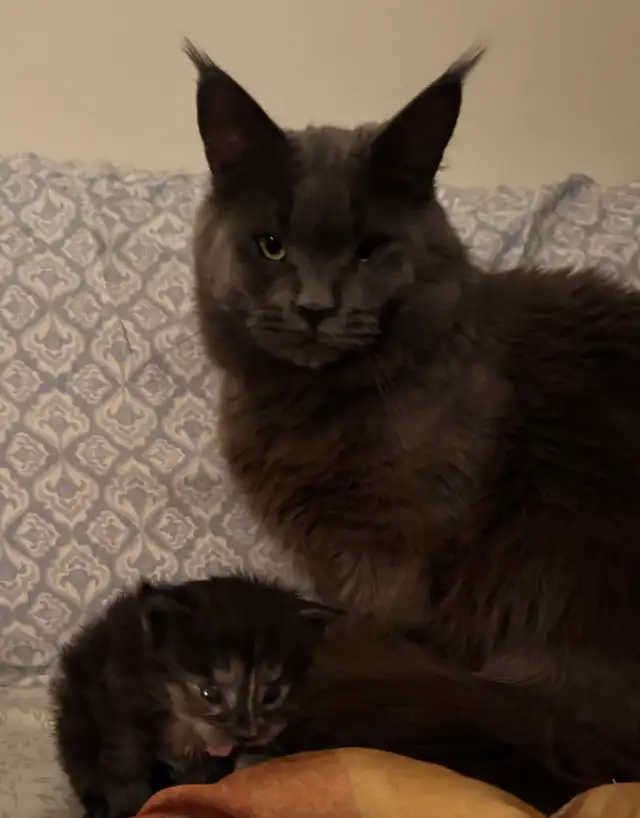 Purebred Maine Coons: Kittens & Retired Adults Available - Photo 9