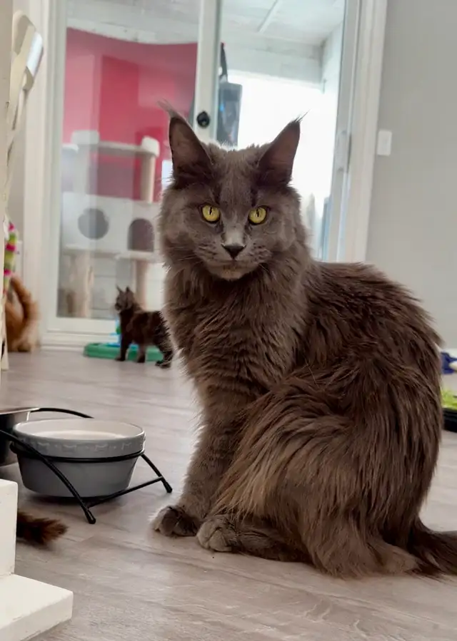 Purebred Maine Coons: Kittens & Retired Adults Available - Photo 10