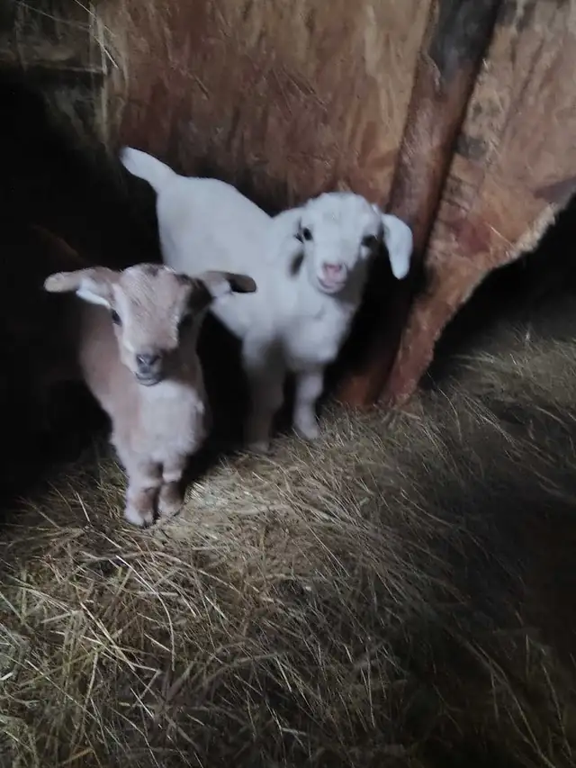 female goats for sale