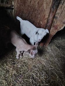 female goats for sale - Photo 2