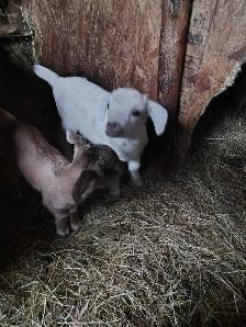 female goats for sale - Photo 3