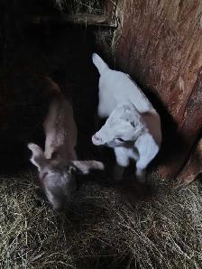female goats for sale - Photo 4