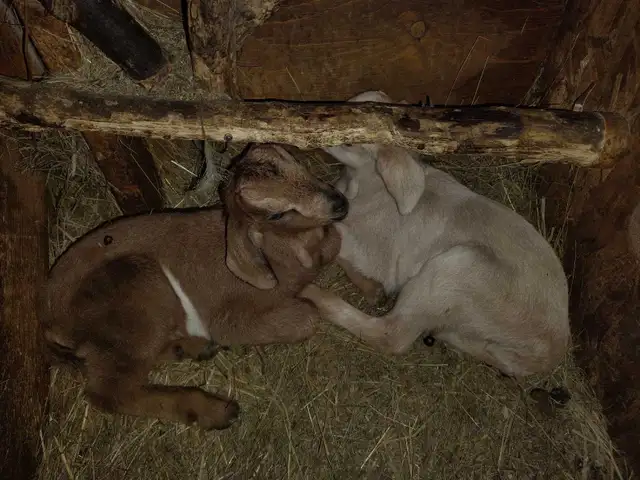 buckling goats for sale