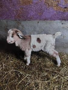 buckling goats for sale - Photo 2