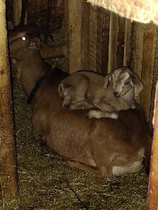 buckling goats for sale - Photo 3