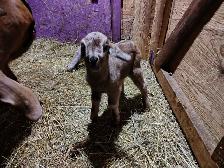 buckling goats for sale - Photo 4