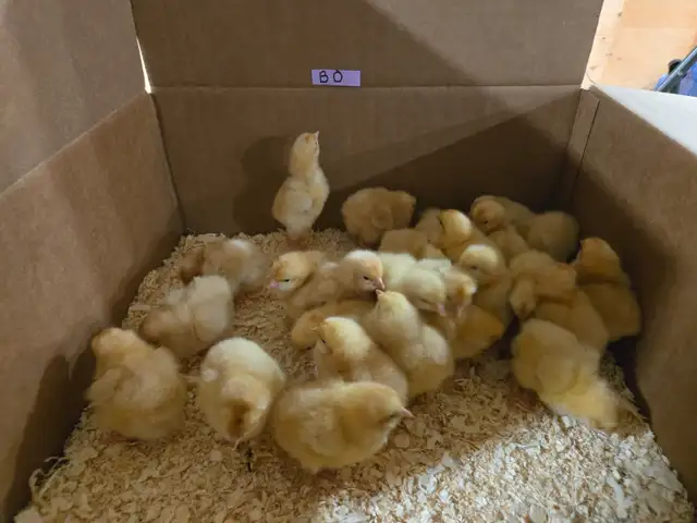 Purebred chicks - Photo 2