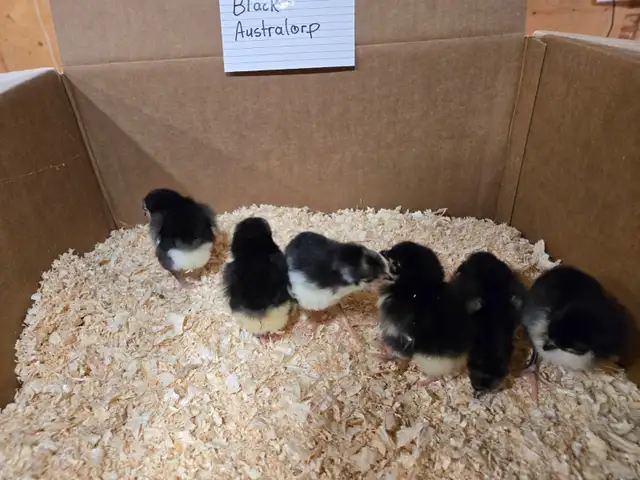 Purebred chicks - Photo 3