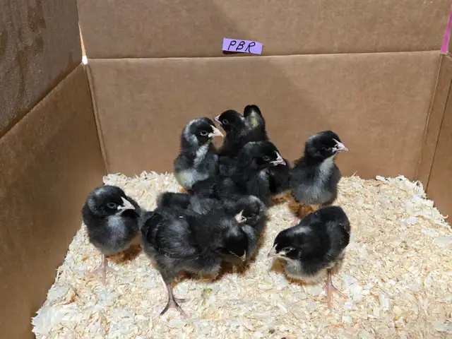 Purebred chicks - Photo 4