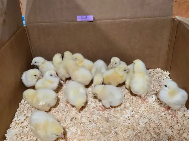Purebred chicks - Photo 5