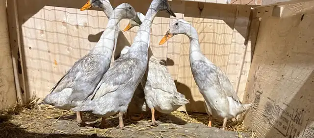 purebred ducklings - Photo 2