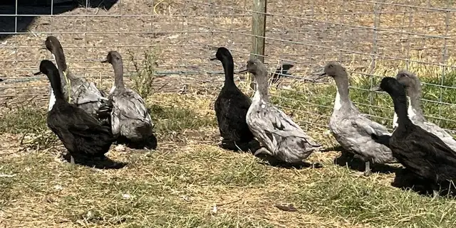 purebred ducklings - Photo 3