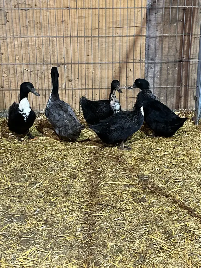 purebred ducklings - Photo 4