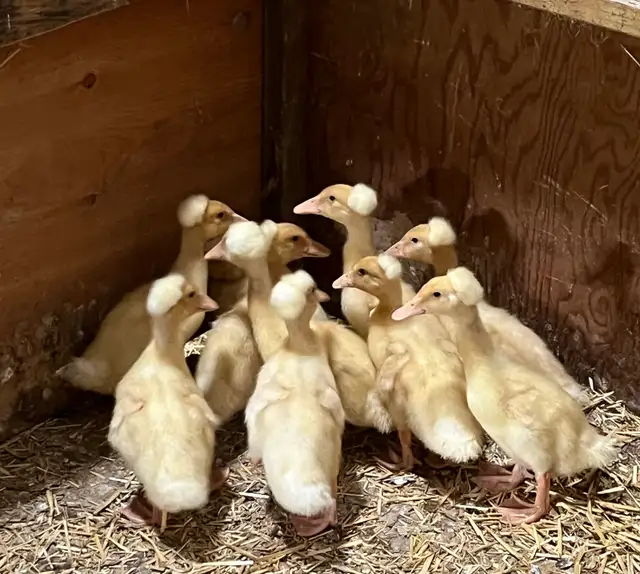 purebred ducklings - Photo 5