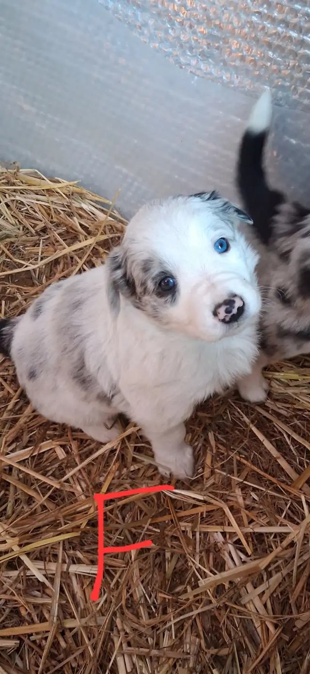 Purebred Border Collie puppies