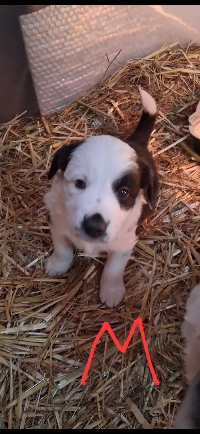 Purebred Border Collie puppies - Photo 2