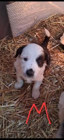 Purebred Border Collie puppies - Photo 2