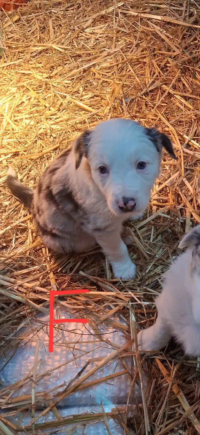 Purebred Border Collie puppies - Photo 3