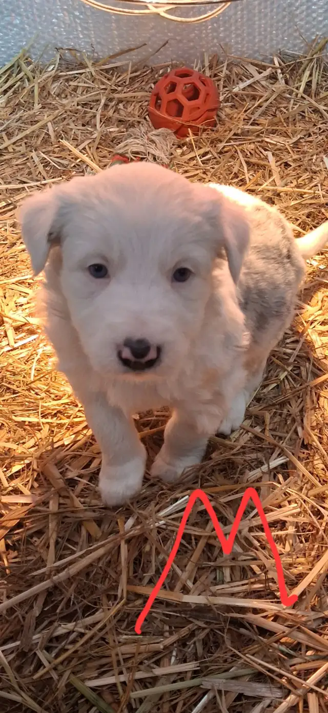 Purebred Border Collie puppies - Photo 4