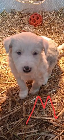 Purebred Border Collie puppies - Photo 4