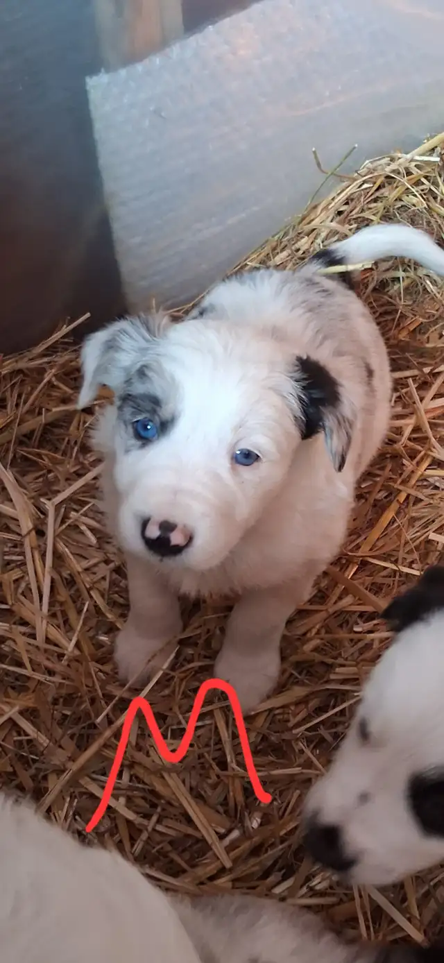Purebred Border Collie puppies - Photo 5