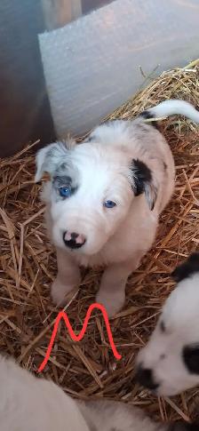 Purebred Border Collie puppies - Photo 5