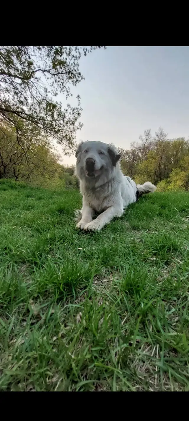 Purebred Border Collie puppies - Photo 6