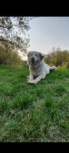 Purebred Border Collie puppies - Photo 6