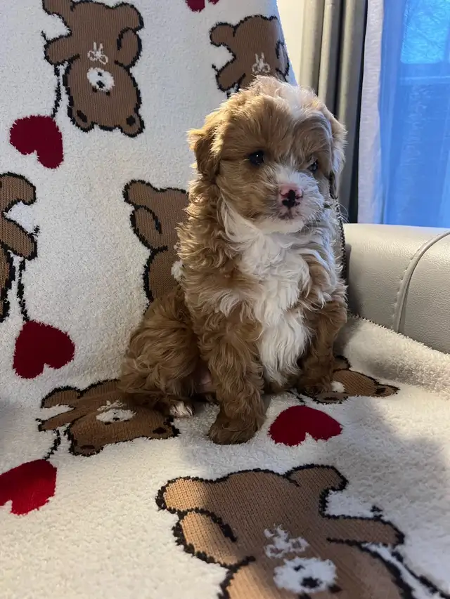 Mini golden doodle Mâles