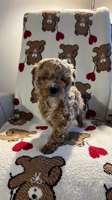 Mini golden doodle Mâles - Photo 2