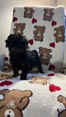 Mini golden doodle Mâles - Photo 3