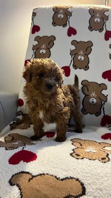 Mini golden doodle Mâles - Photo 4