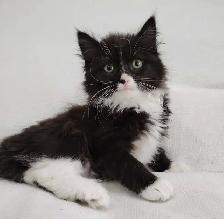 Chaton Sibérien hypoallergene