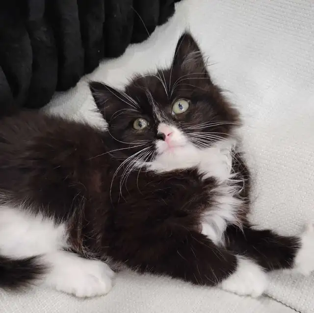 Chaton Sibérien hypoallergene - Photo 3