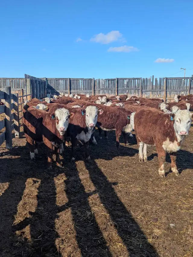 Open Hereford Heifers for sale