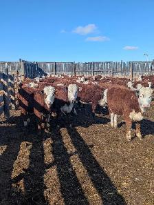 Open Hereford Heifers for sale