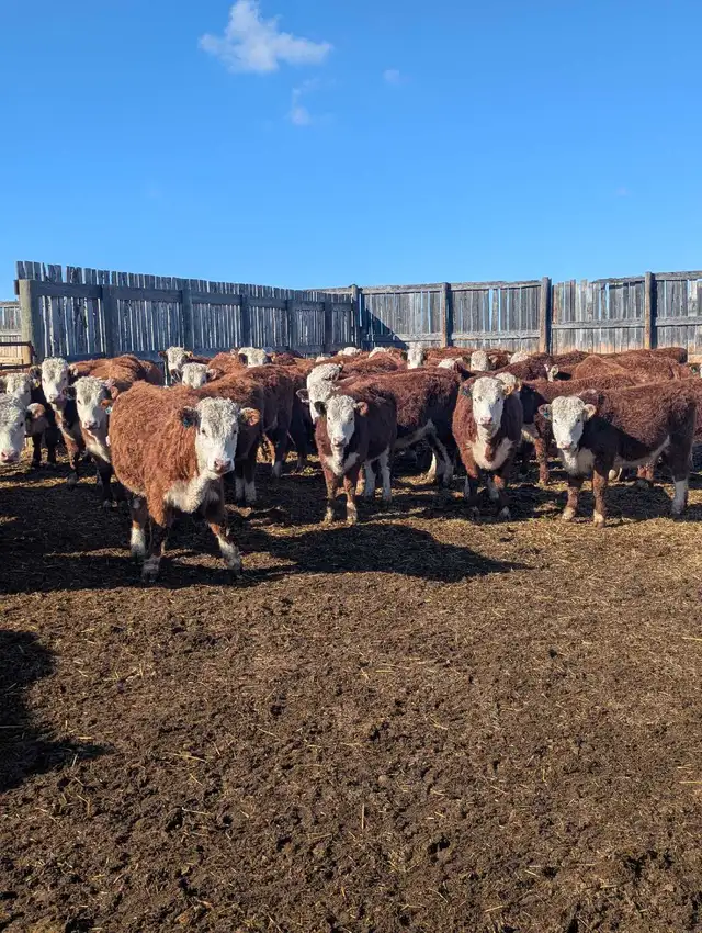 Open Hereford Heifers for sale - Photo 2