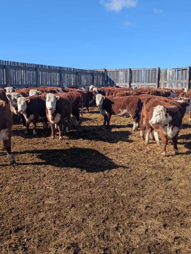 Open Hereford Heifers for sale - Photo 3