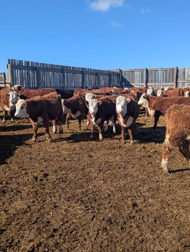 Open Hereford Heifers for sale - Photo 4