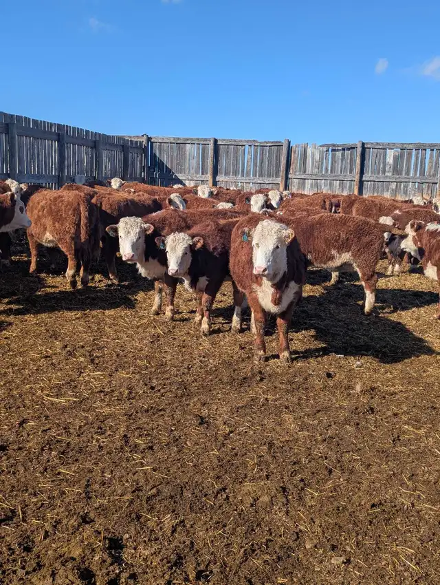 Open Hereford Heifers for sale - Photo 5