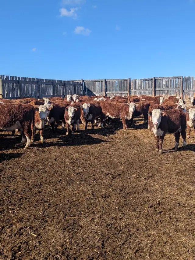 Open Hereford Heifers for sale - Photo 6