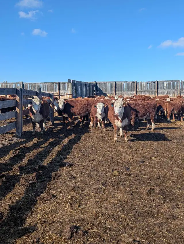 Open Hereford Heifers for sale - Photo 7