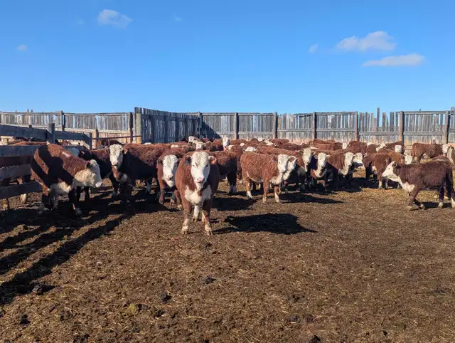 Open Hereford Heifers for sale - Photo 8