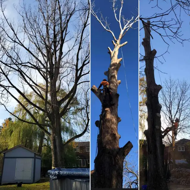 TORONTO TREE GUYS - TREE REMOVAL - PRUNING - LICENSED & INSURED - Photo 2