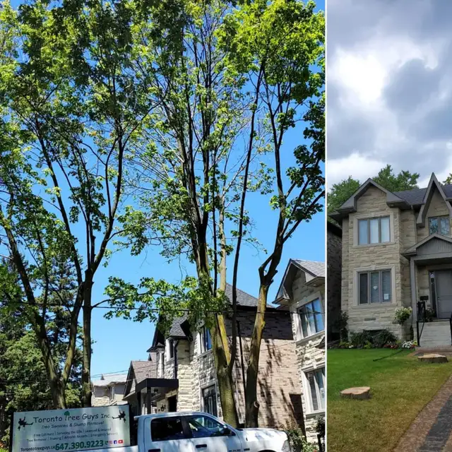 TORONTO TREE GUYS - TREE REMOVAL - PRUNING - LICENSED & INSURED - Photo 3