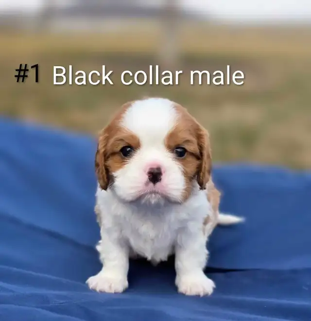 Cavalier King Charles Puppies CKC Registered
